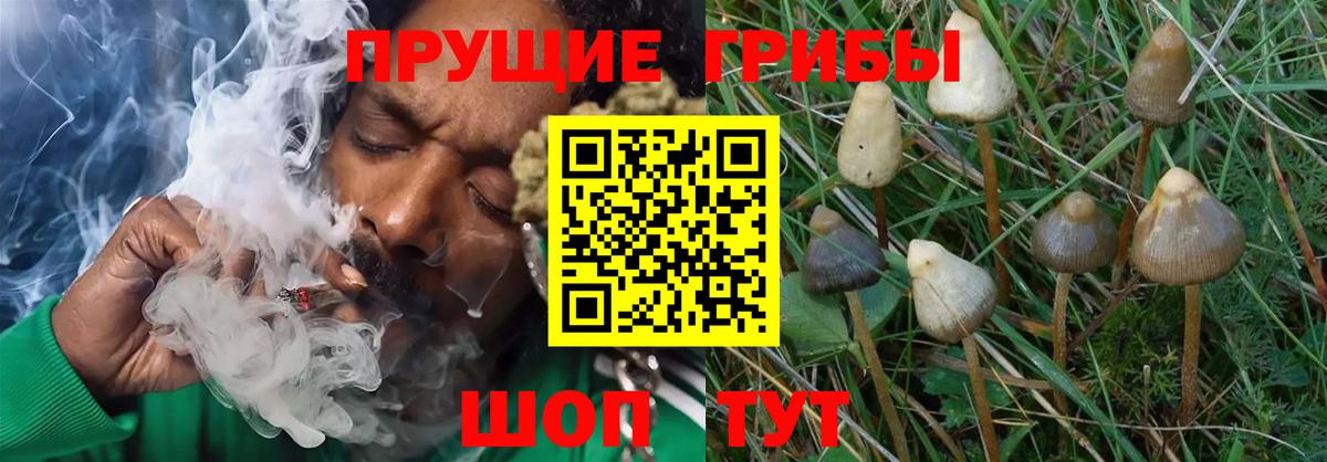 Галлюциногенные грибы Magic Shrooms Красный Сулин